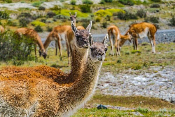 Perry, William 아티스트의 Guanacos wild lamas eating Salt-Atacama Salt Flats-Torres del Paine National Park-Patagonia-Chile작품입니다.